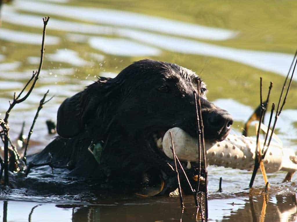 water retrieve